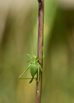 有斑點(diǎn)的Bush Cricket