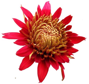 太甜：紅Gerbera螞蟻