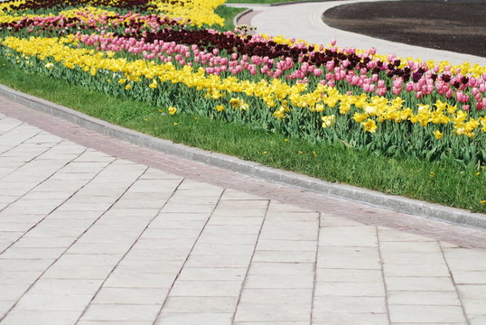 五顏六色的郁金香花圃行-城市公園