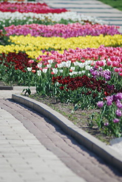 五顏六色的郁金香花圃行-城市公園