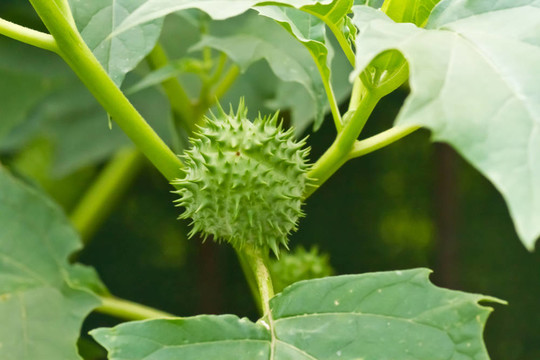 曼陀羅花