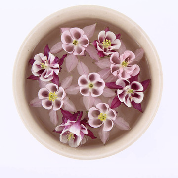 科倫漂浮的花