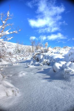 冬天的雪帶著藍(lán)色的天空