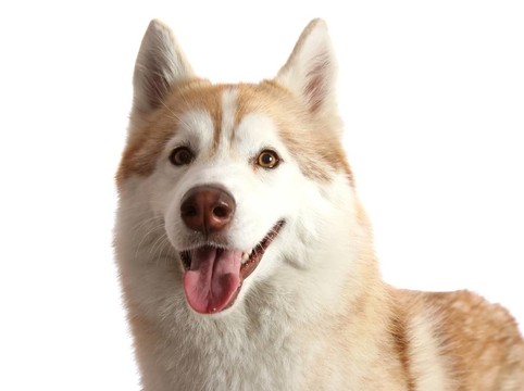 Husky Dog的肖像