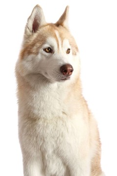 Husky Dog的肖像