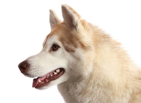 Husky Dog的肖像