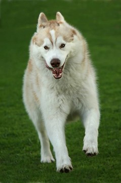 Husky Dog跑