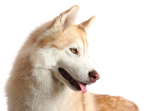 Husky Dog的肖像