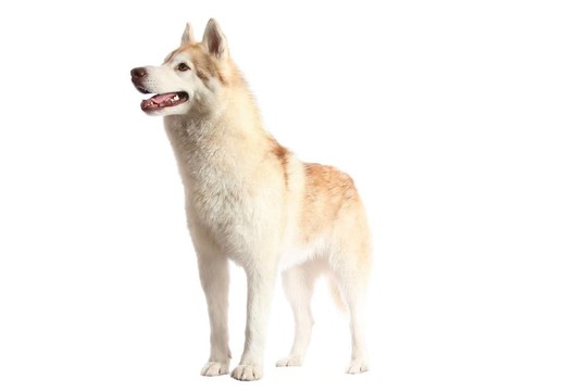 警覺(jué)的Husky Dog