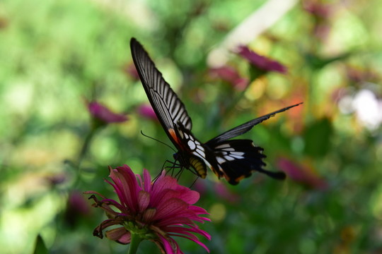 花戀蝶