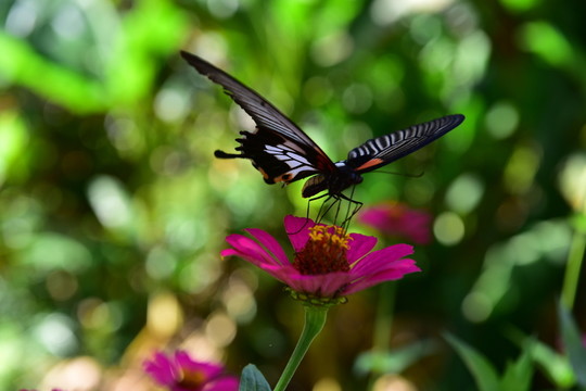 花戀蝶