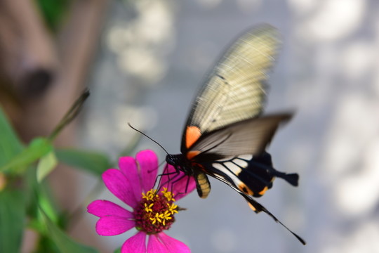 花戀蝶