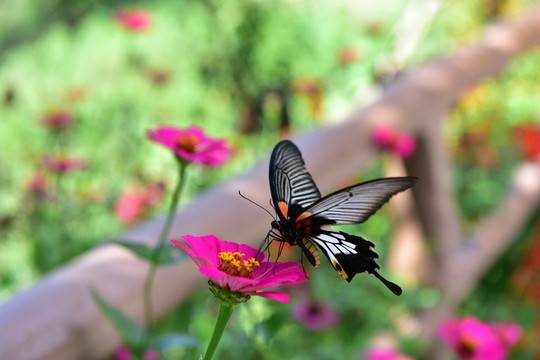 蝶戀花