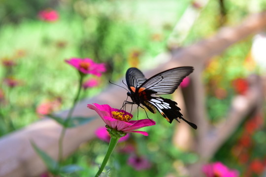 蝶戀花