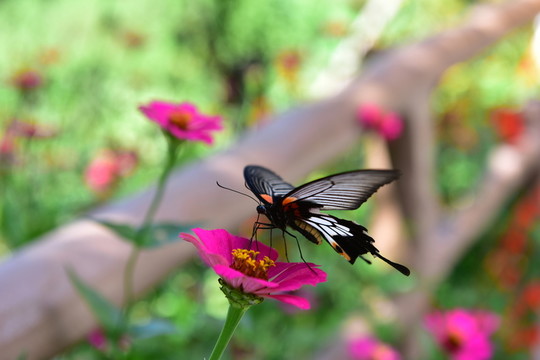 蝶戀花