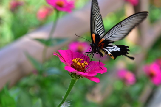 蝶戀花