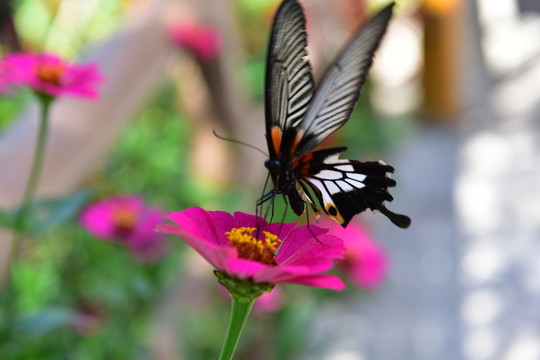 蝶戀花