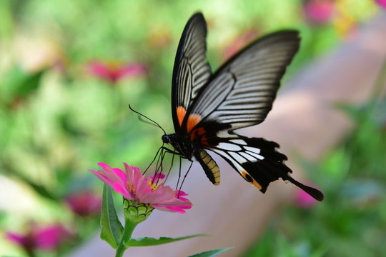 蝶戀花