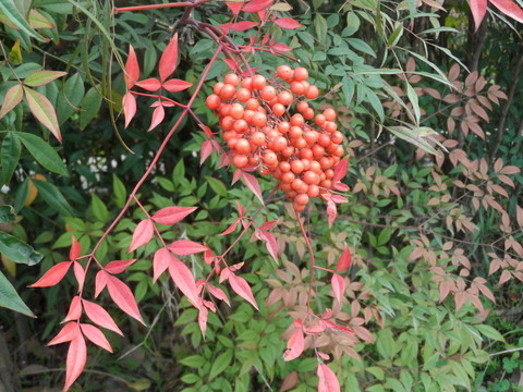 火把果