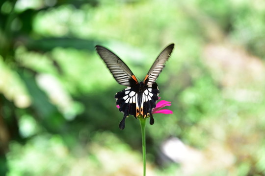 花戀蝶