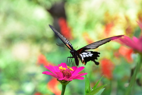 花戀蝶