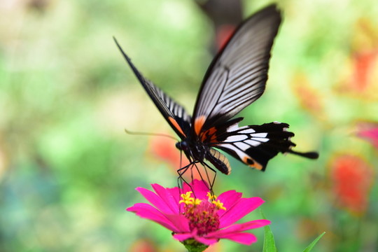 花戀蝶