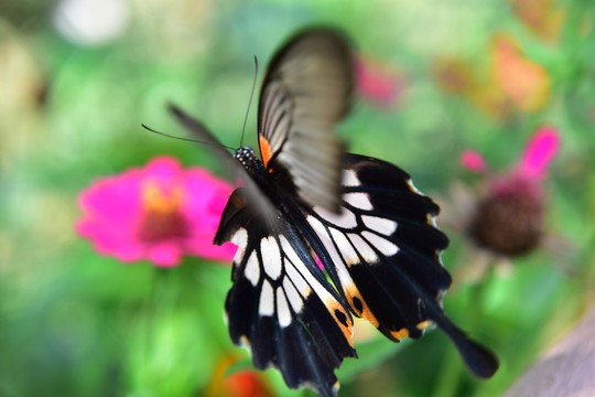 花戀蝶