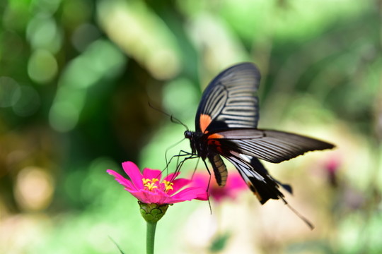 蝶戀花