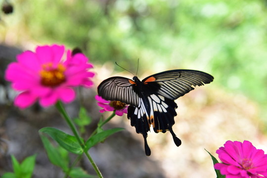 花蝴蝶