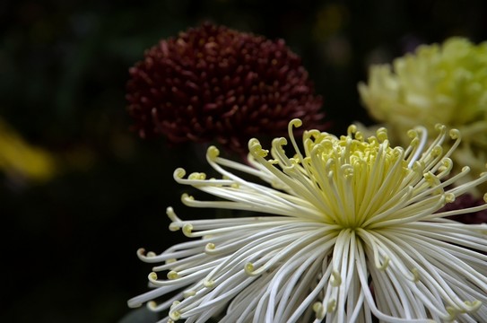 七秋菊花