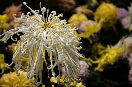 秋菊花
