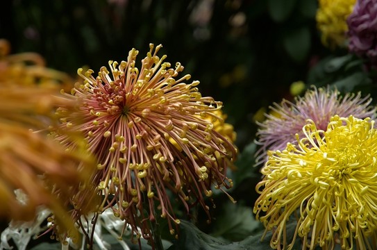 秋菊花
