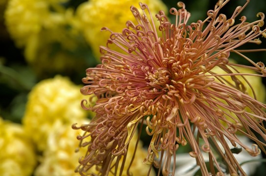 秋菊花