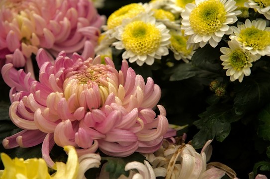 秋菊花