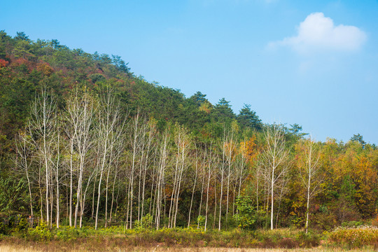 山村秋色