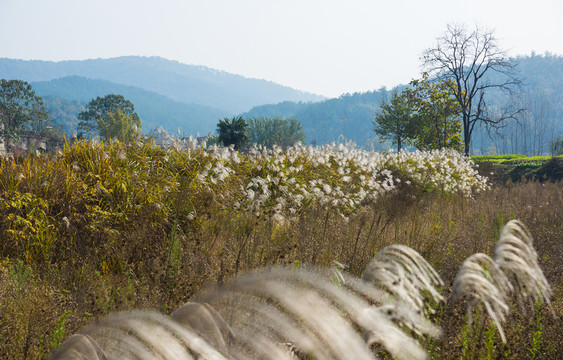 山村秋色