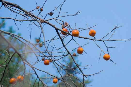 紅柿