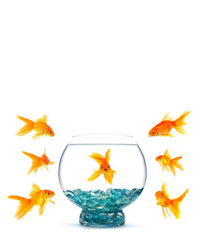 金魚