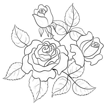 薔薇花的輪廓