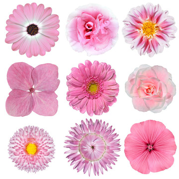 Pink White Flowers孤立White集
