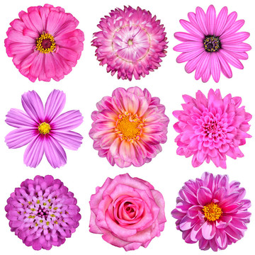 White分離Pink White Flowers的選擇