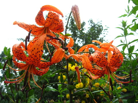美麗的紅發(fā)的百合花