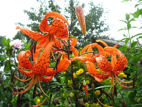 美麗的紅發(fā)的百合花