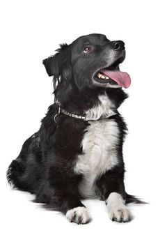 邊境牧羊犬