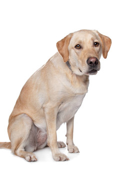 黃色拉布拉多獵犬
