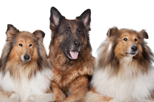 兩粗毛牧羊犬犬和德國牧羊犬