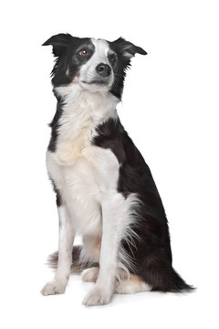 邊境牧羊犬