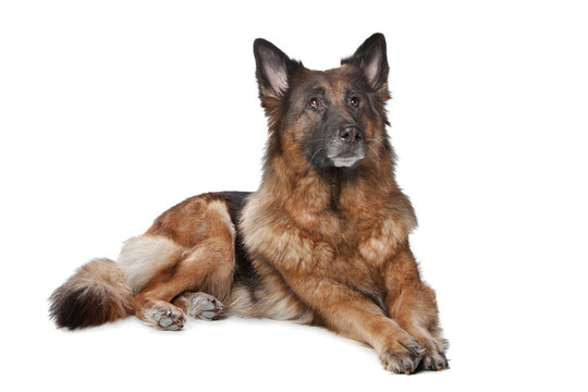 德國牧羊犬