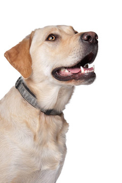 黃色拉布拉多獵犬