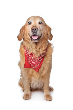 金毛獵犬